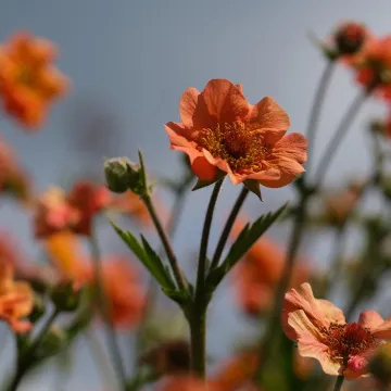 Blommor.
