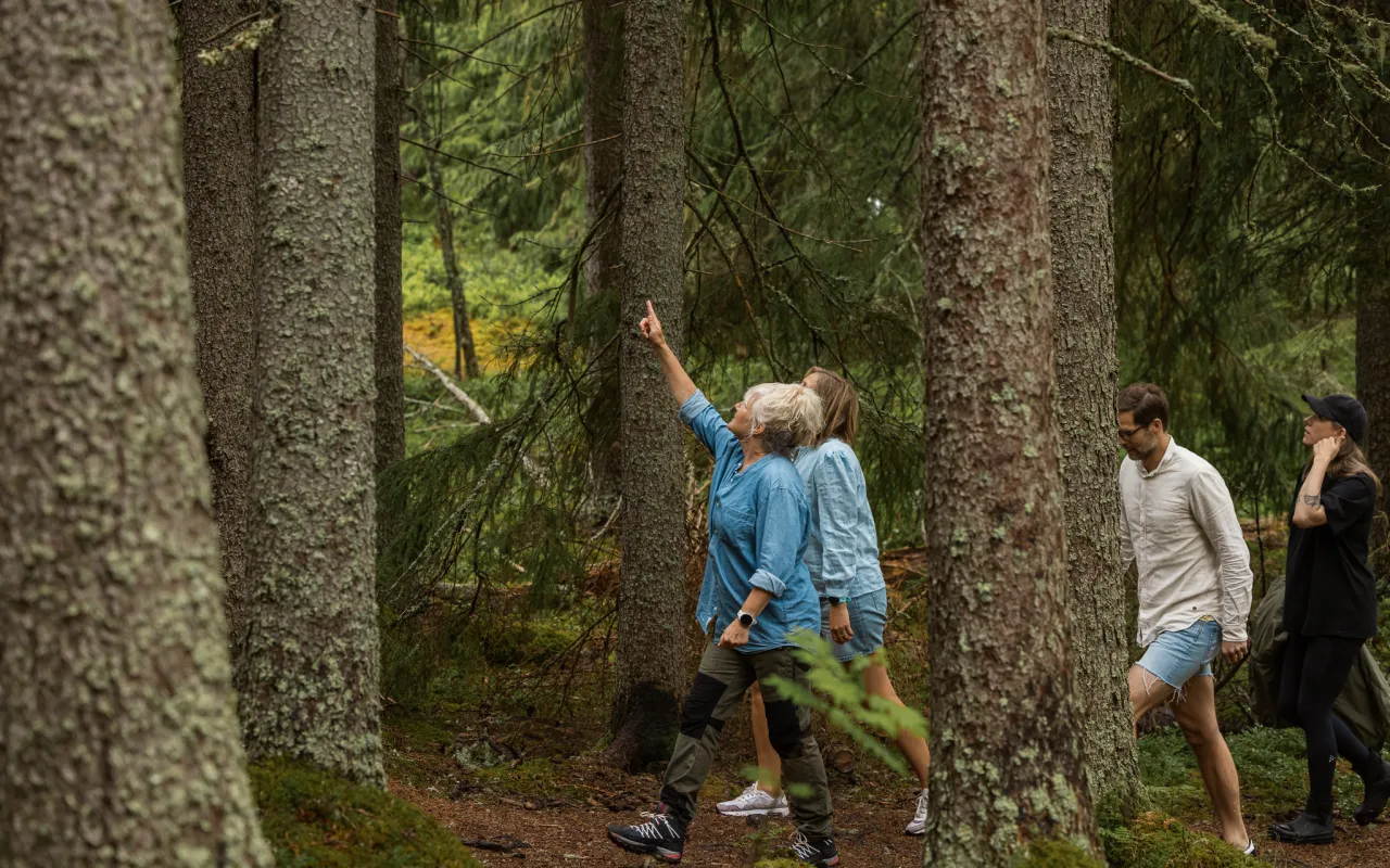 Gäster som är ute på tur med en guide i skogen.